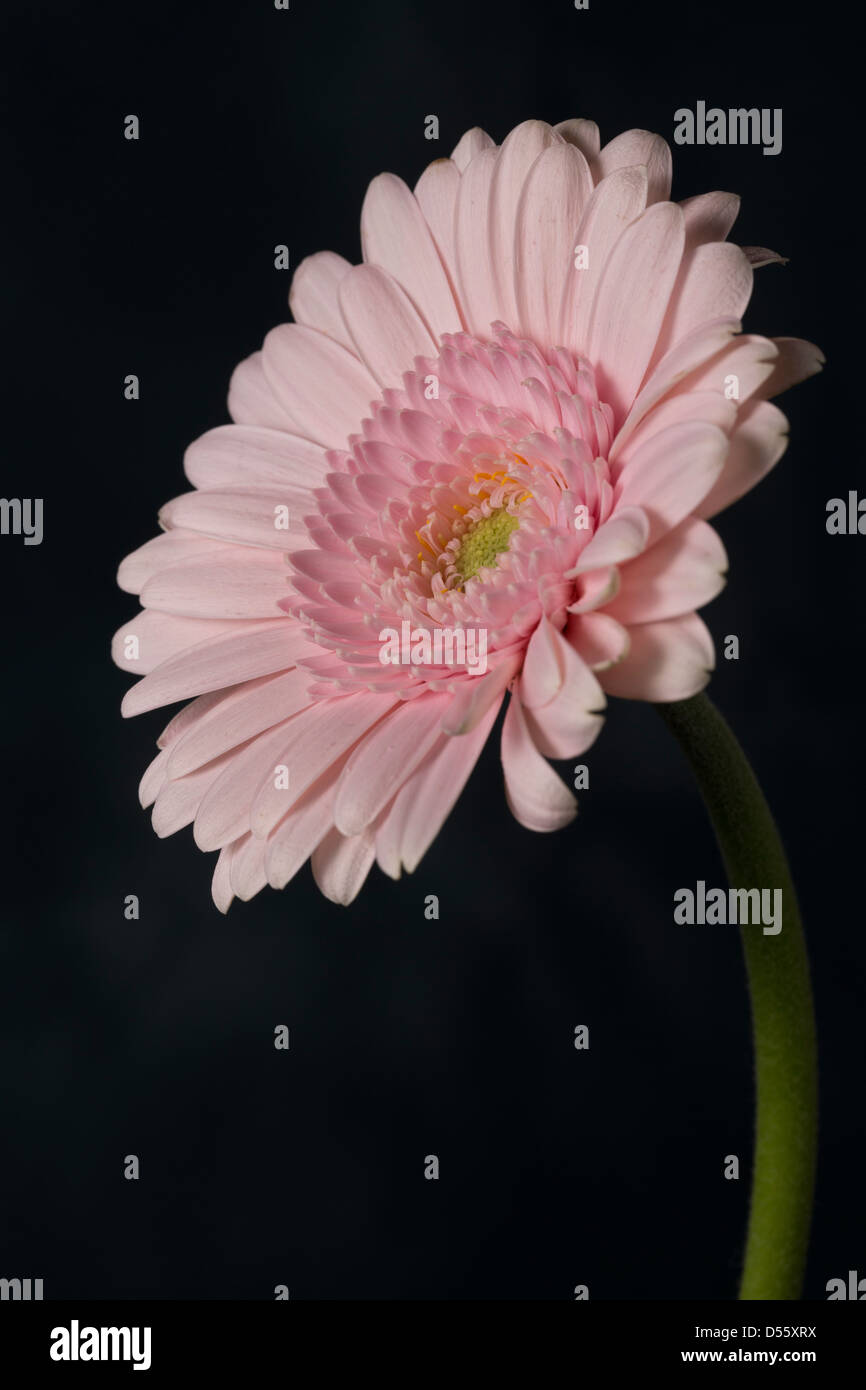 Eine Auswahl von verschiedenen farbigen Gerbera Daisies. Sehr beliebt bei Hochzeiten und Blumenarrangements Stockfoto