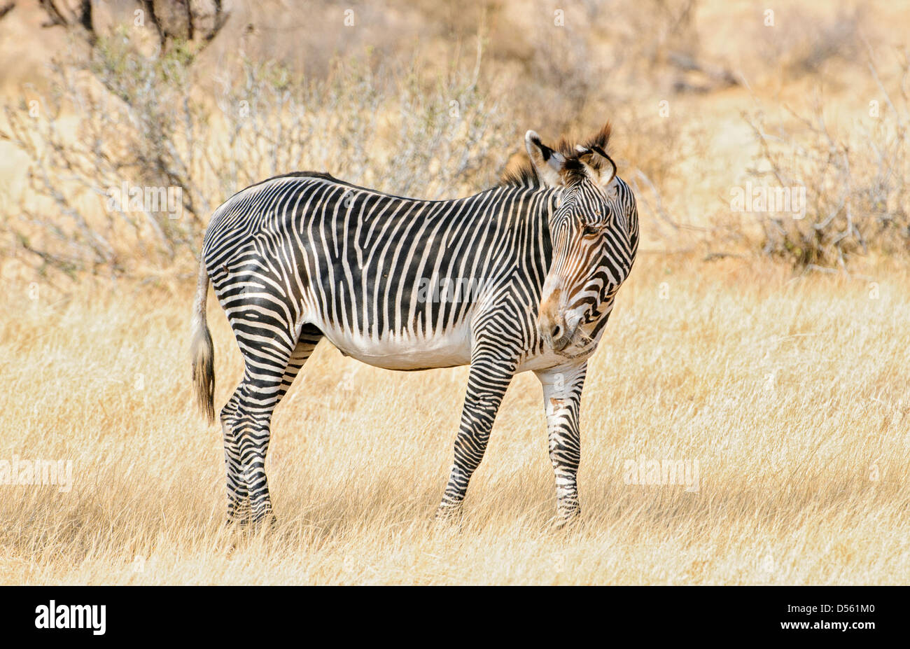 Eine Grevy-Zebra in Samburu im Norden Kenias. Stockfoto