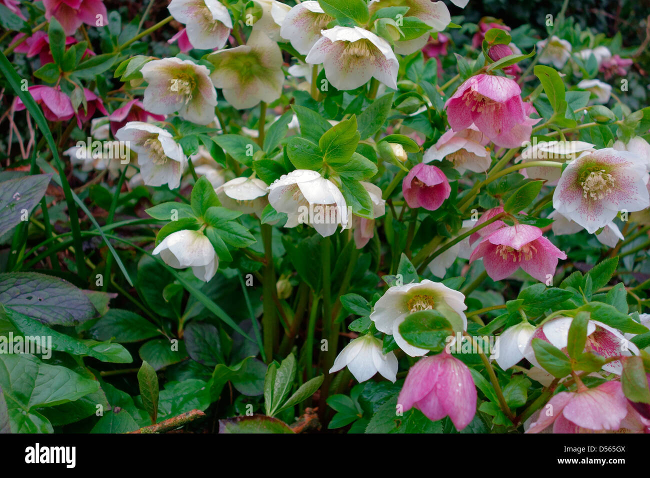 Helleborus X hybrida-rosa und Weiße Nieswurz im Frühjahr gemischt Stockfoto