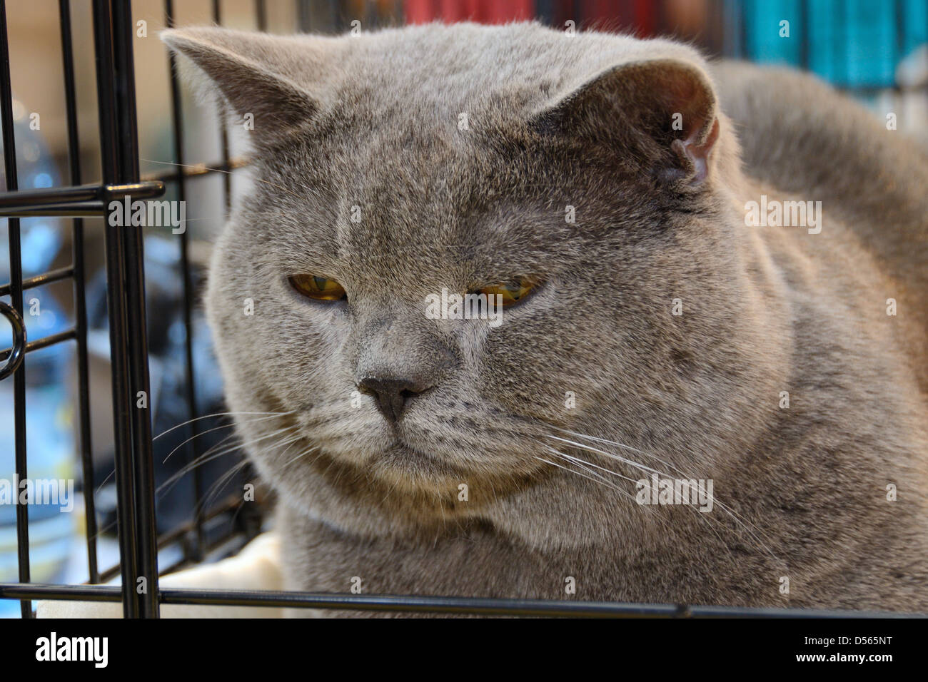 Porträt einer Britisch Kurzhaar Katze Nahaufnahme. Stockfoto