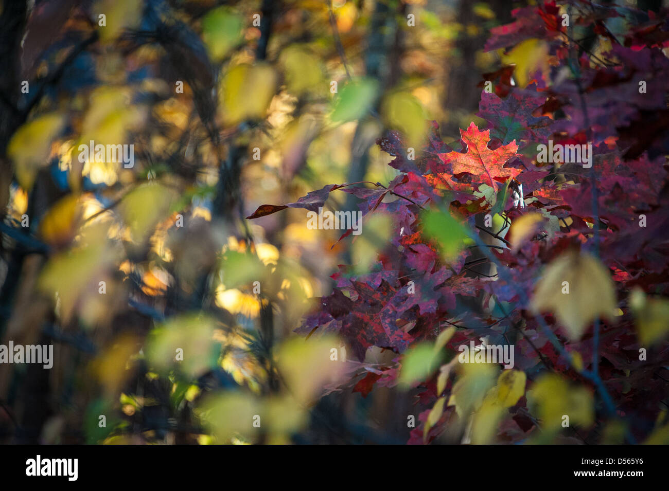 Die unscharfen abstrakte Farben des Herbstes umgeben einen hellen Herbstblatt im Fokus. Stockfoto