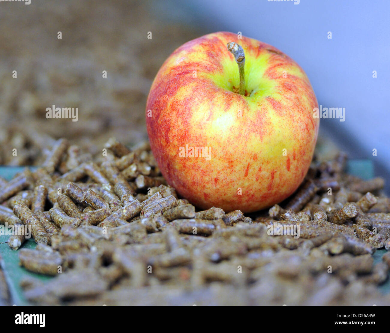 Ein Apfel liegt auf Holz-Pellets, die von Apple Marc bei den Saft Kellern  Stiefel in Ravensburg, Deutschland, 29. Oktober 2010 vorgenommen werden.  Von etwa 400 Tonnen des Niederschlags können etwa 150 Tonnen