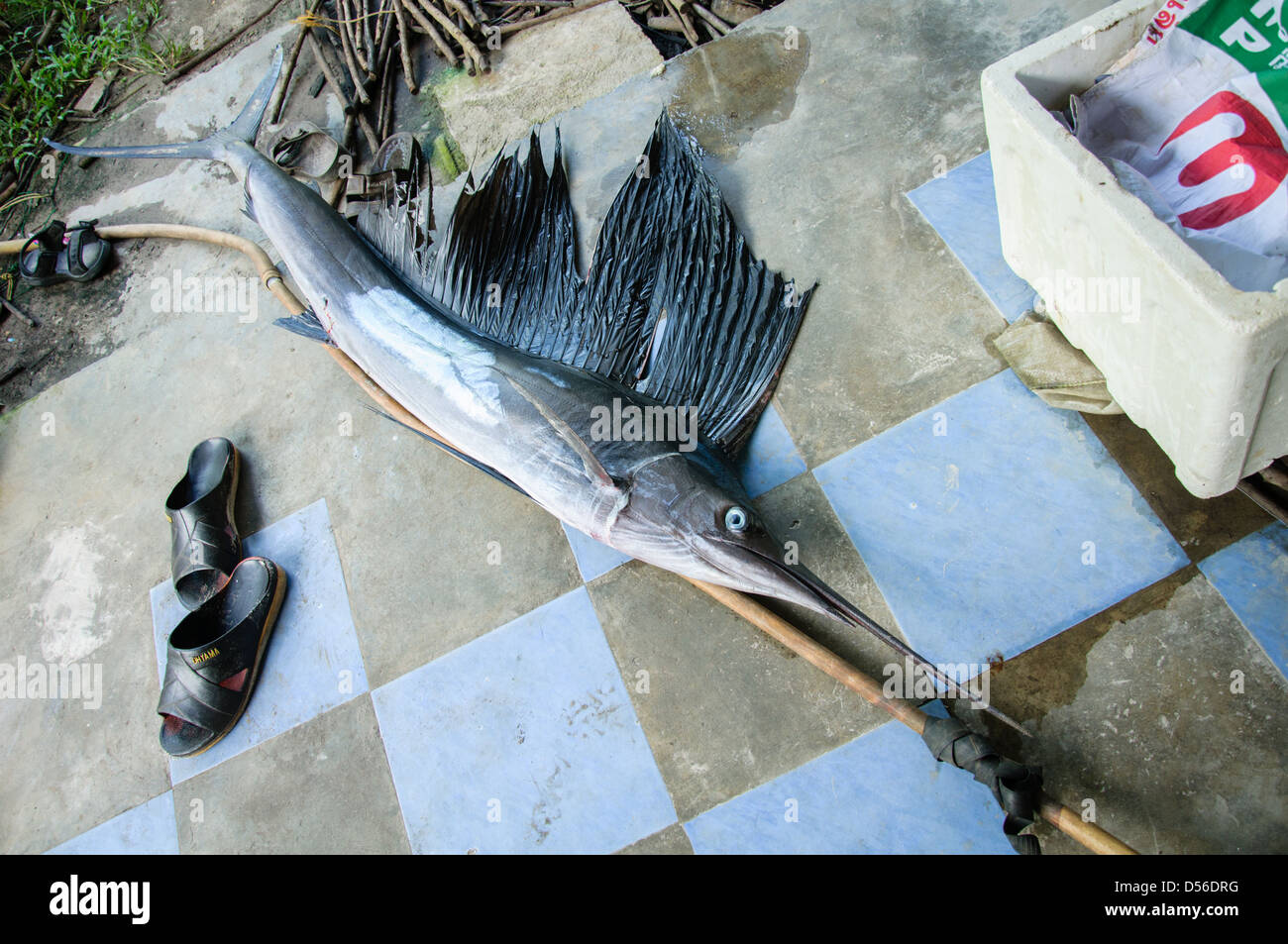 Segelfisch gefangen in Ko Muk.Thailand Stockfoto