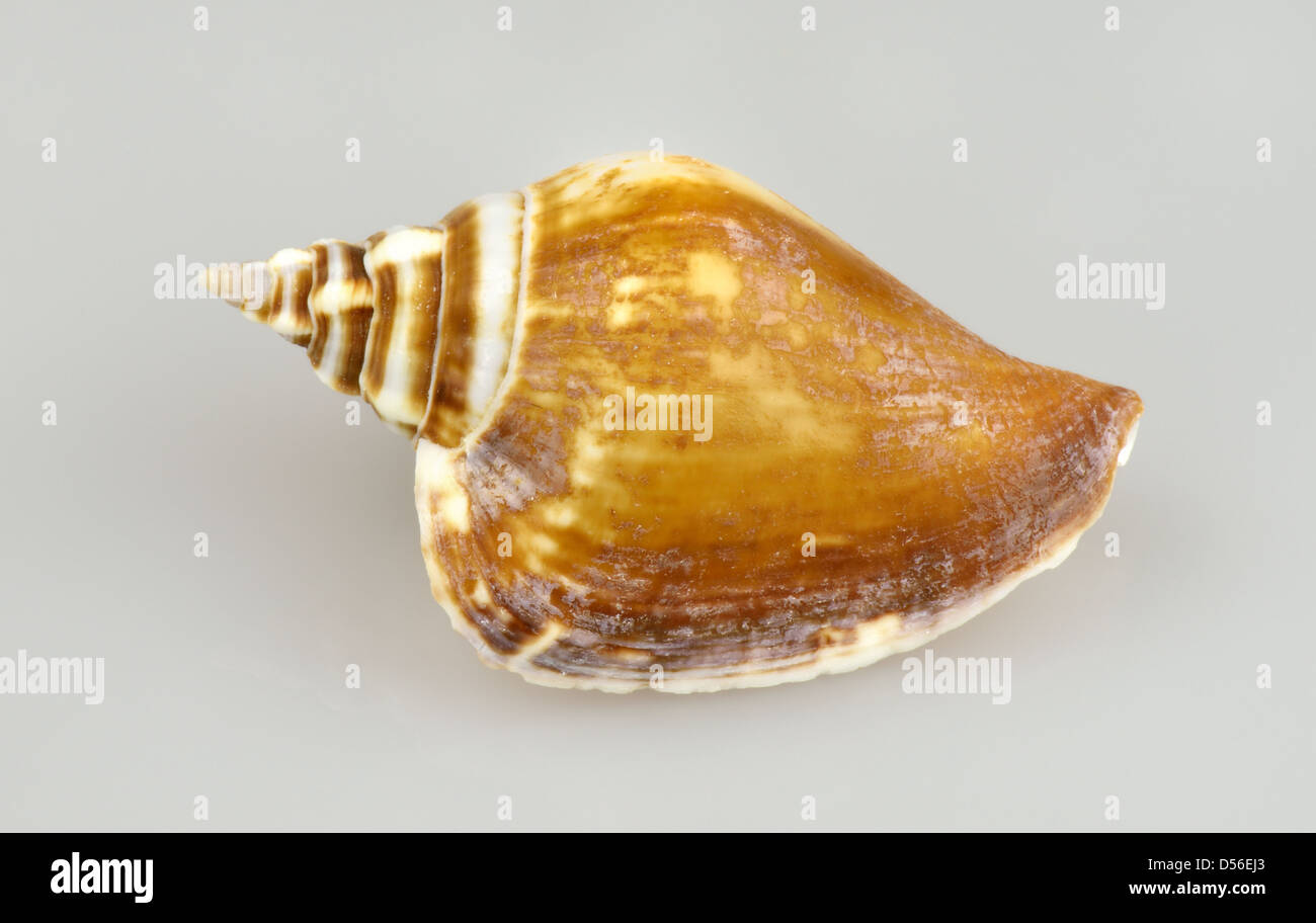 Shell marine Schnecke Stockfoto