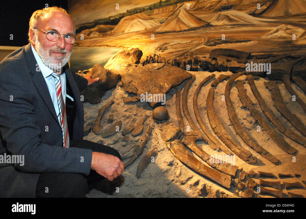 Hobby-Paläontologen Gerhard Hoepfner kniet sich neben einer 11 Millionen Jahre Baleen Walskelett, das entdeckte er in einer Kiesgrube in der Nähe Pampau im Museum für Natur und Umwelt in Lübeck, 17. November 2010. Der berühmte Entdecker des Pampau Wals hat zur Entdeckung und Erhaltung seiner Funde seine ganze Zeit widmen. Bisher vier Bartenwale, eine zu Stockfoto