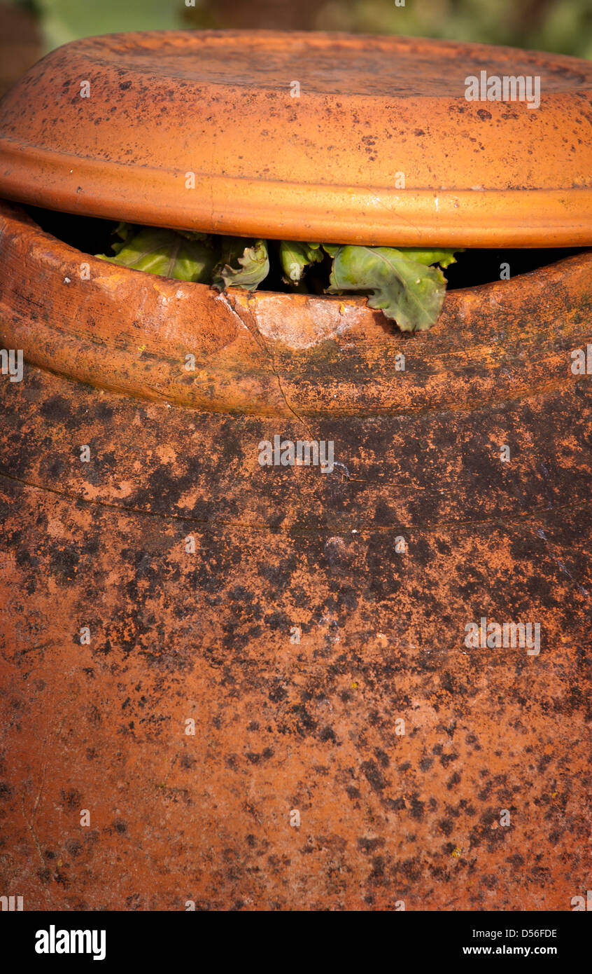 Blätter wachsen aus der Spitze eines Terrakotta-rhabarberforcers in einem Yorkshire-Garten. Stockfoto