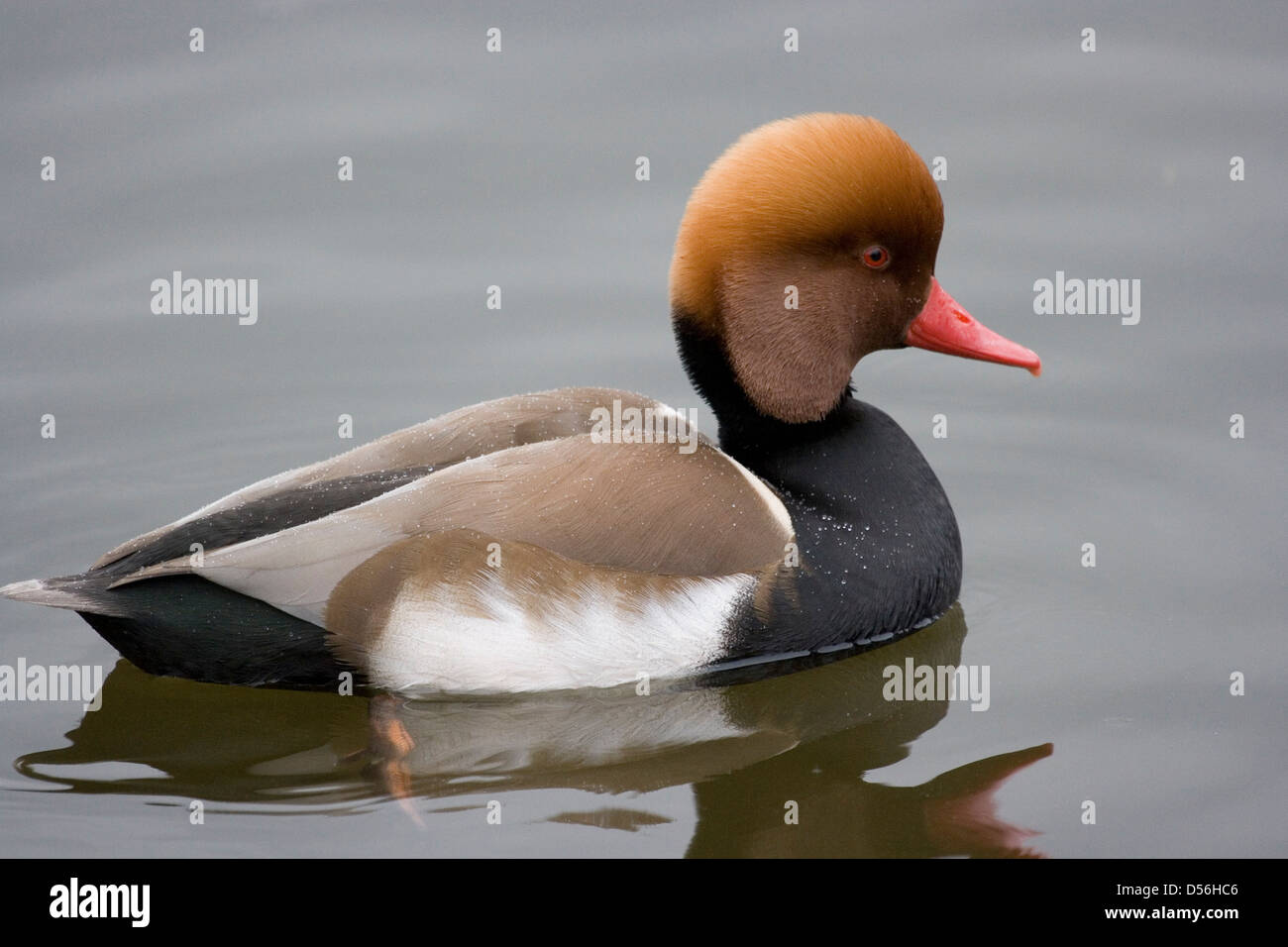 Rot Crested Tafelenten auf See Stockfoto