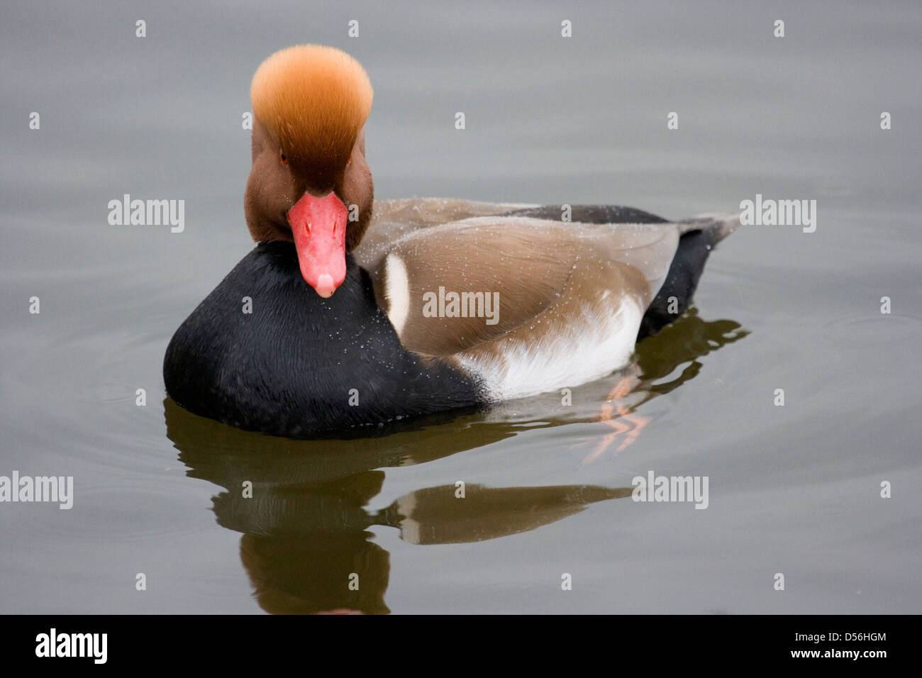 Underbody Stockfotos und -bilder Kaufen - Seite 2 - Alamy