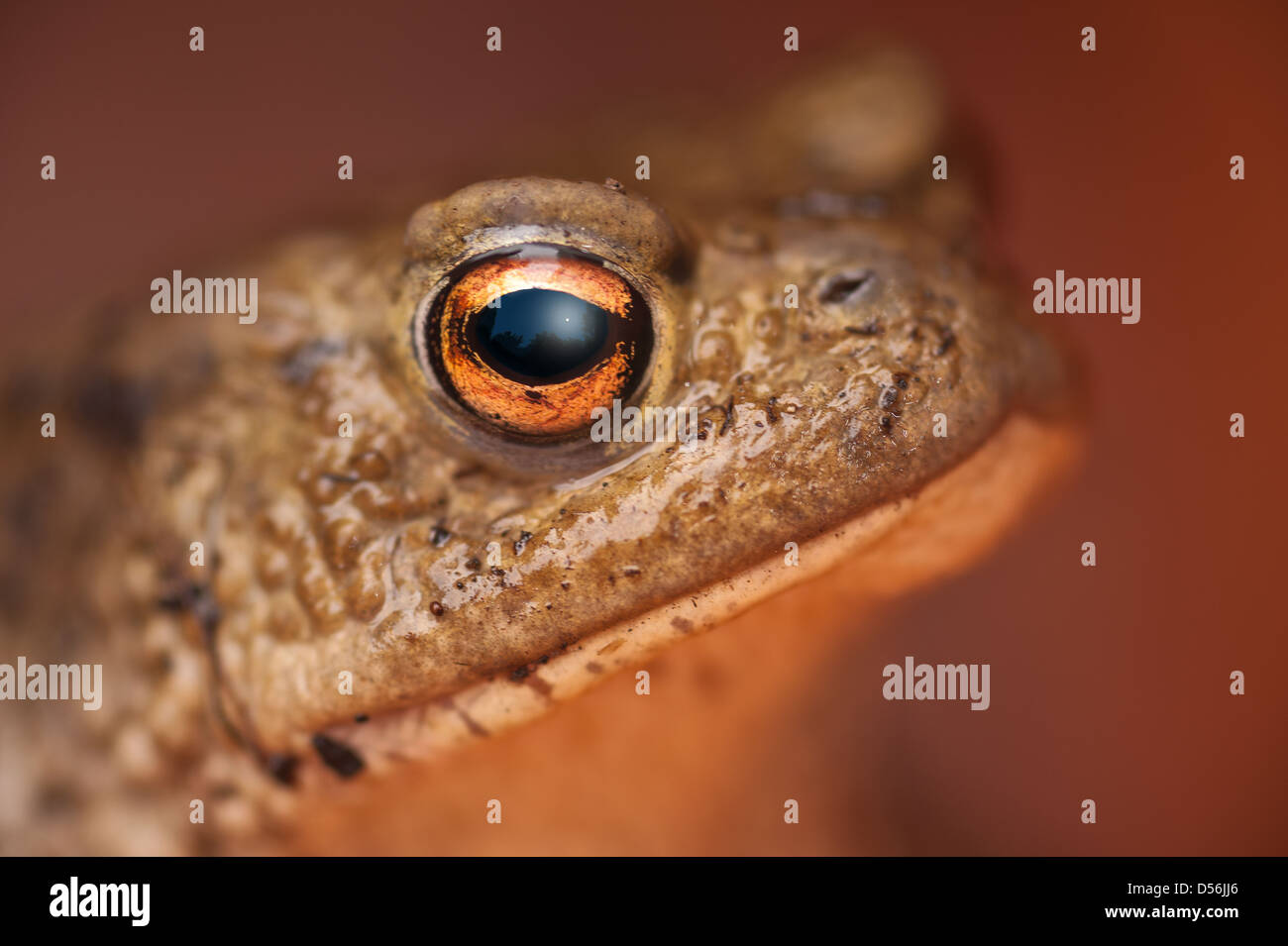 Erwachsene häufig Kröte schützt sich und Beherbergung in einen leeren Blumentopf Blick haben etwas Luft für die Verteidigung aufgeblasen Stockfoto