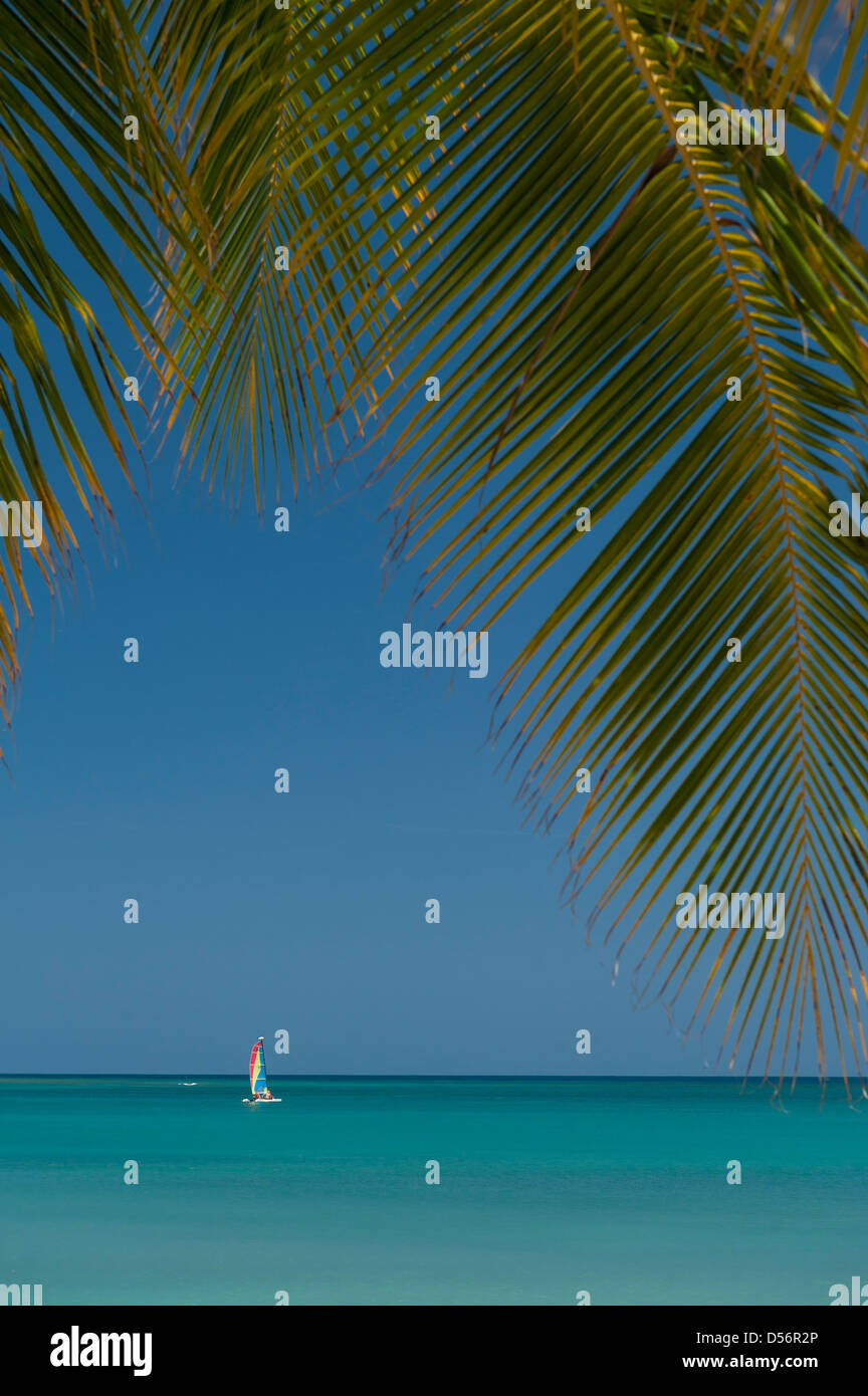 Kleinen Katamaran-Segeln vorbei an Palmen am Strand in der Nähe von Montego Bay, Jamaika. Stockfoto