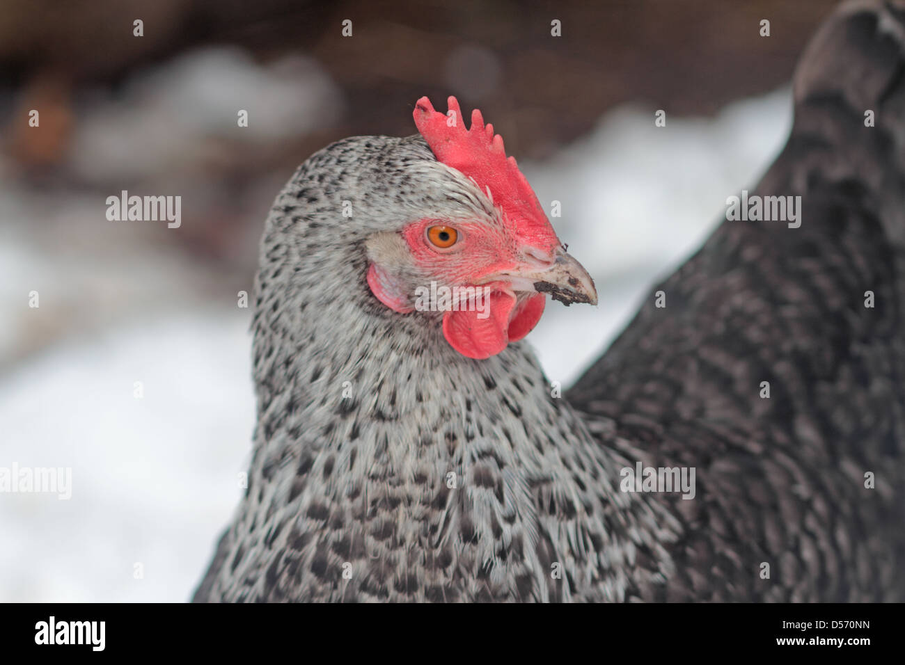 Speckledy Hybrid Huhn Stockfoto