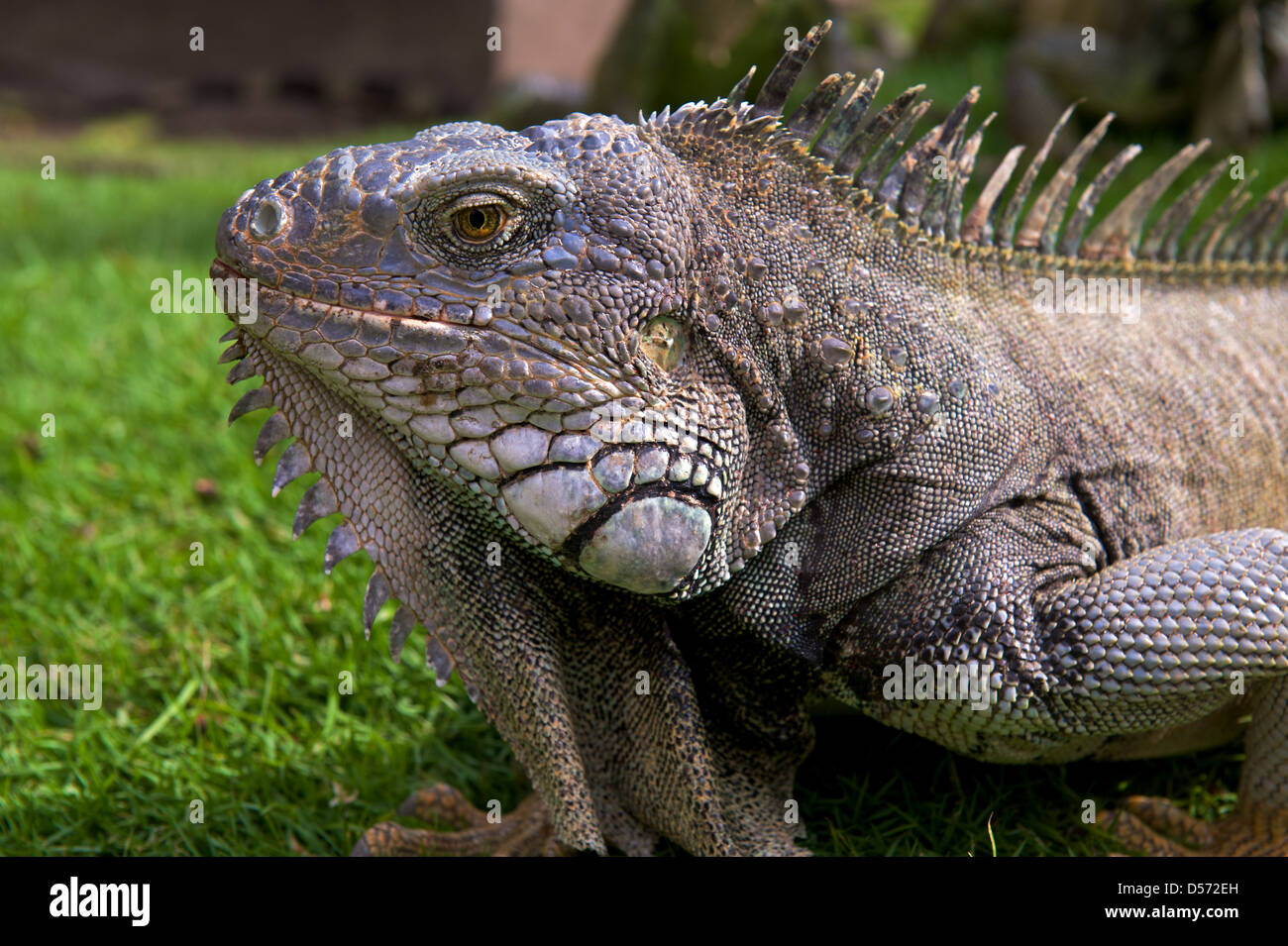 Leguane im Parque de las iguanas, Guayaquil, Ecuador Stockfoto