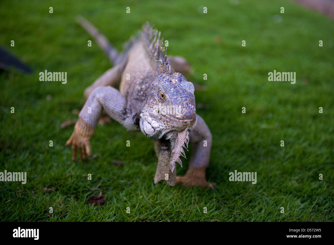 Leguane im Parque de las iguanas, Guayaquil, Ecuador Stockfotografie