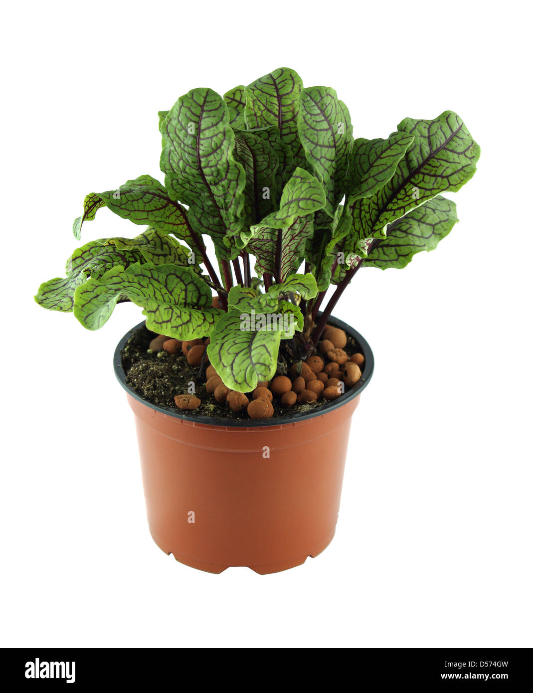 Sauerampfer Blätter, Bio-Kräuter für die Küche frisch gepflückt. mit einem Beschneidungspfad Stockfoto Sauerampfer Blätter, Bio-Kräuter für die Küche frisch gepflückt. mit einem Beschneidungspfad Stockfoto