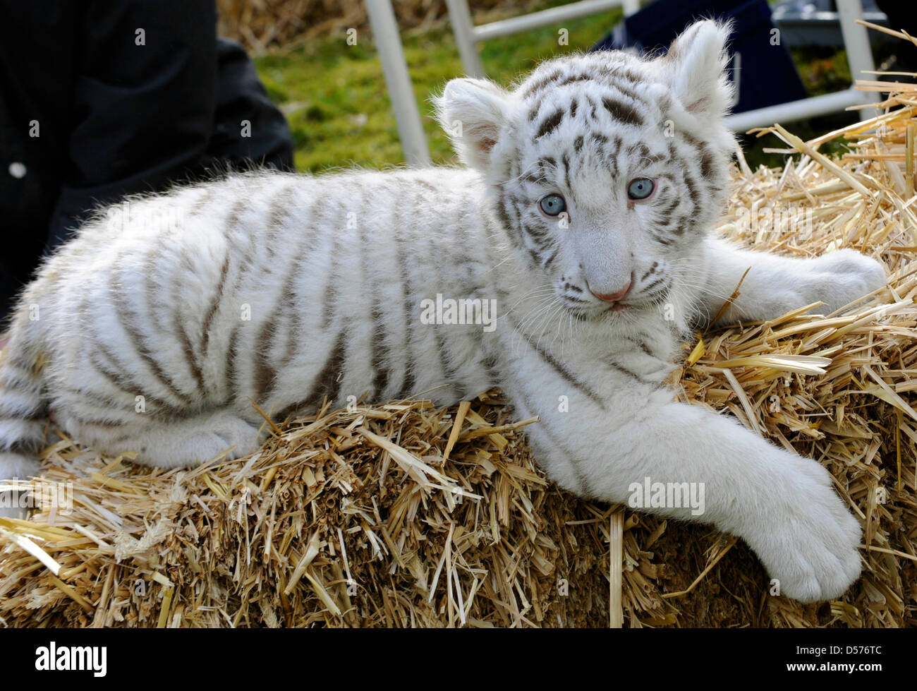 Die weiße Tiger Cub "Rico" auf der Serengeti-Park Hodenhagen, Deutschland, 21. April 2010 präsentiert. "Rico" und sein Bruder "Kico" wurden am 8. März 2010 geboren und von ihrer Mutter "Bianca" nicht akzeptiert wurden. Ein weiblicher Torwart wirft die jungen von hand. Es gibt nur einige 250 weiße Tiger-links auf der ganzen Welt. Foto: HOLGER HOLLEMANN Stockfoto