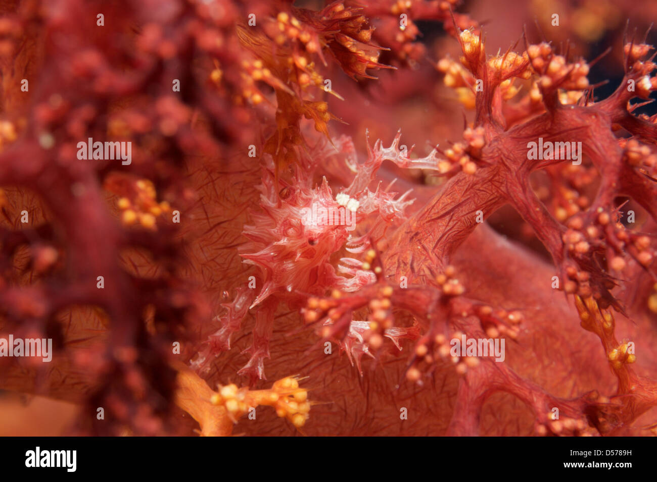 Oates Seespinnen - Hoplophrys oatesii Stockfoto