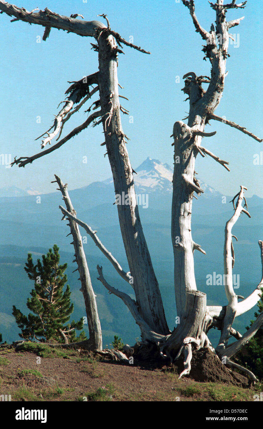 Vulkan Mount Adams Washington aus alten Baum Mount Hood, Oregon im pazifischen Nordwesten Cascade Range, explosiven Eruption, Vulkan, Stockfoto