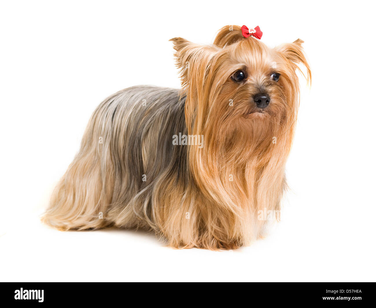 Süße Yorkshire-Hund auf weißem Hintergrund Stockfoto