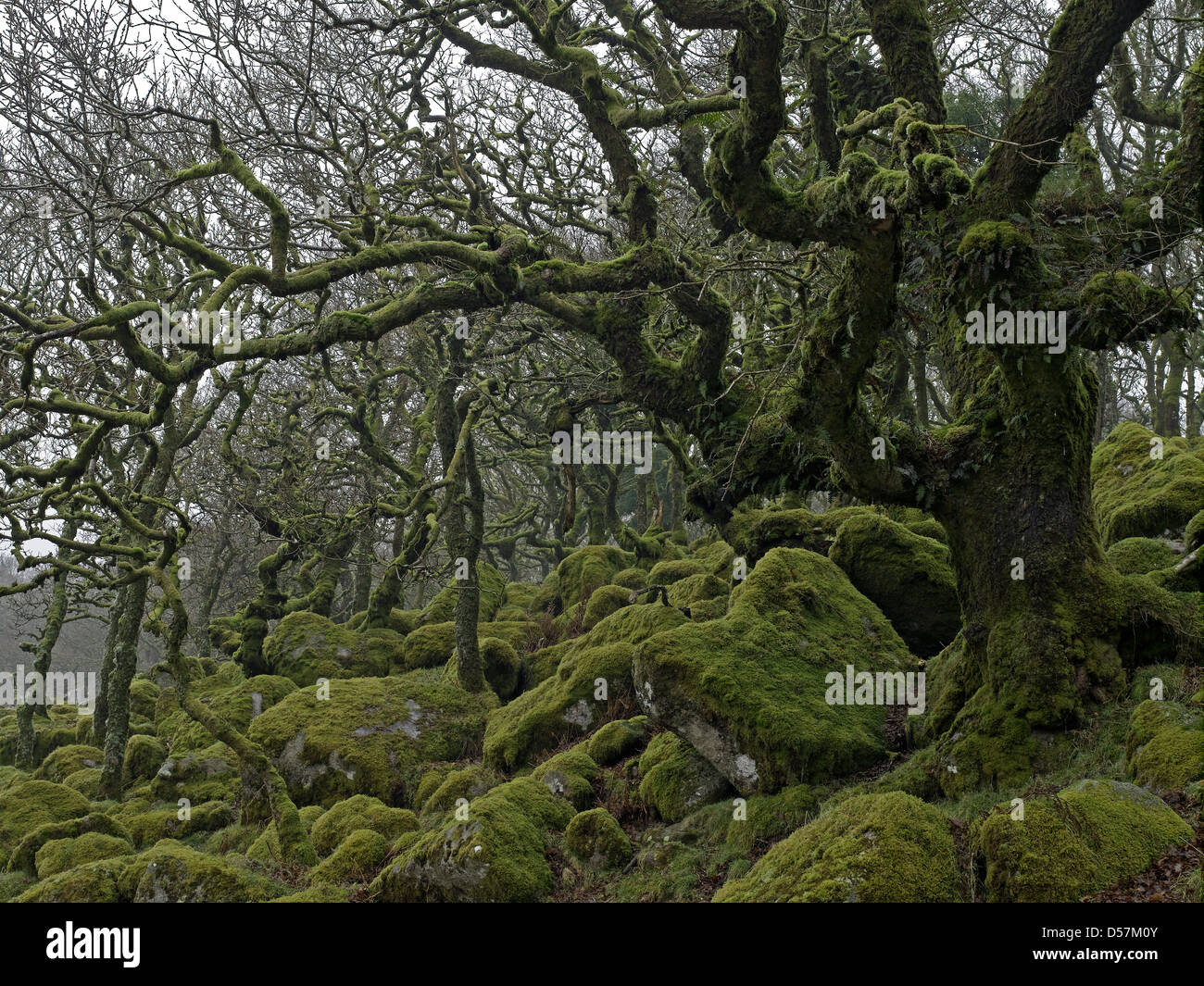 Wistmans Holz, dartmoor, Devon, Großbritannien Stockfoto