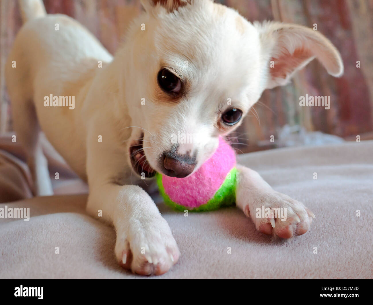 Chihuahua-Welpe mit einem Ball spielen Stockfoto