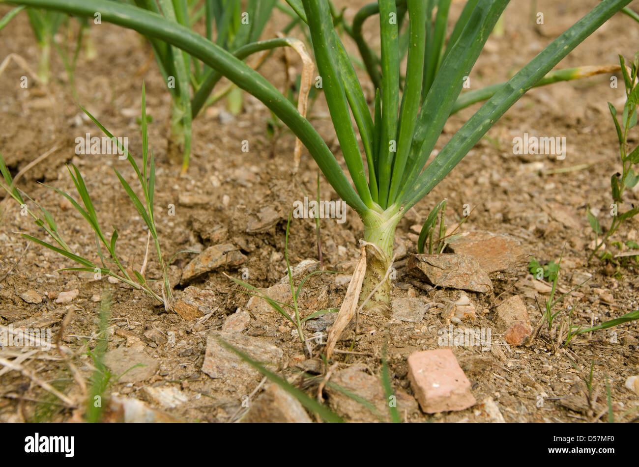 Nahaufnahme der Zwiebelpflanze im Boden, Spanien. Stockfoto