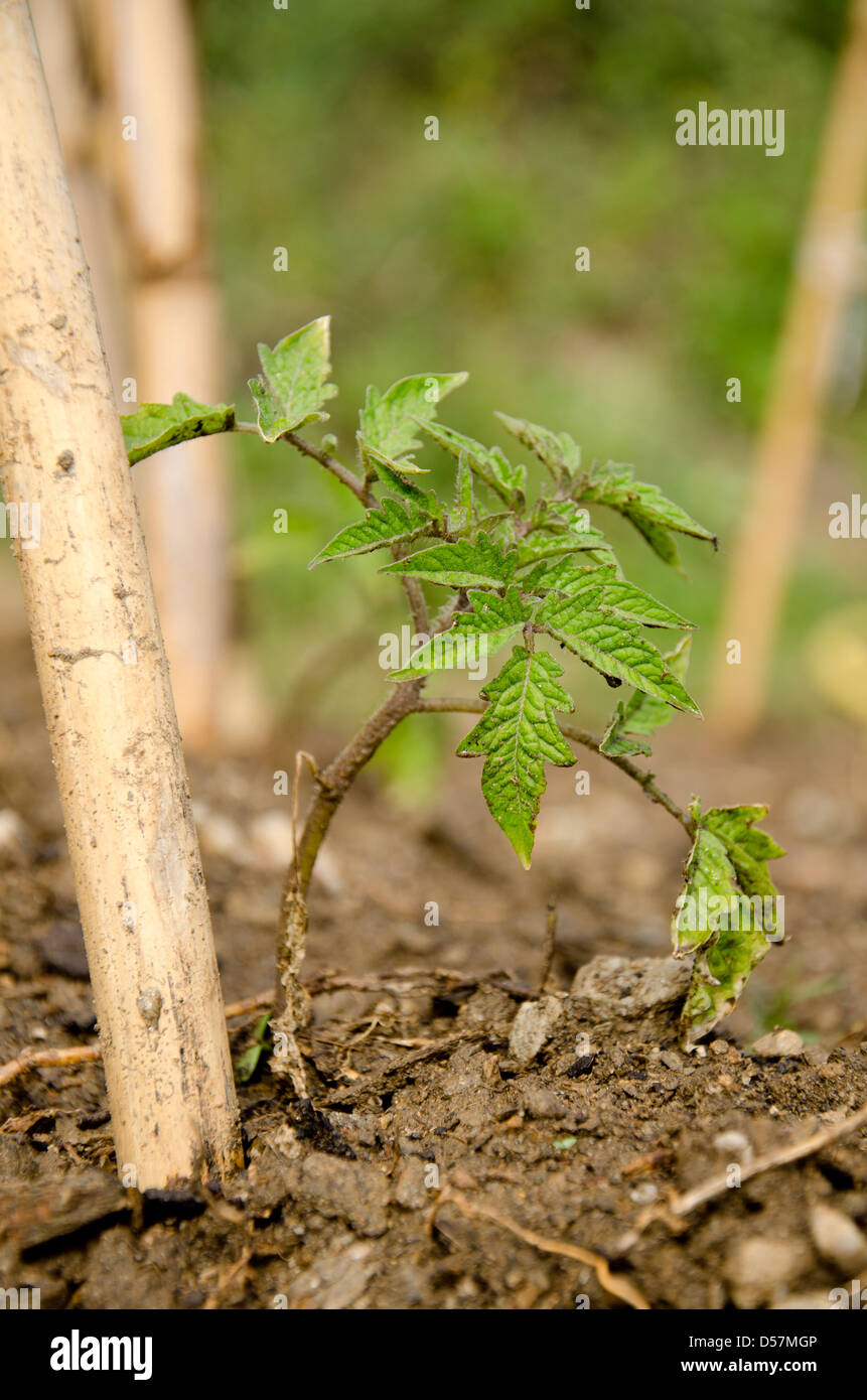 Junge Tomatenpflanze Stockfoto