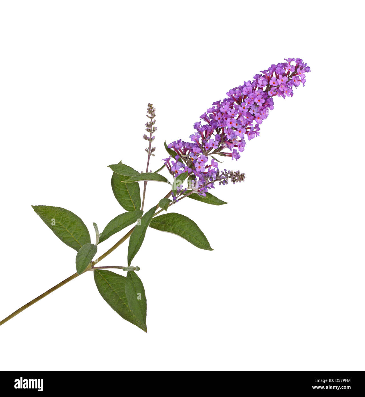 Zweig mit lila Blüten von einem Schmetterlingsstrauch (Buddleja Davidii) vor einem weißen Hintergrund isoliert Stockfoto