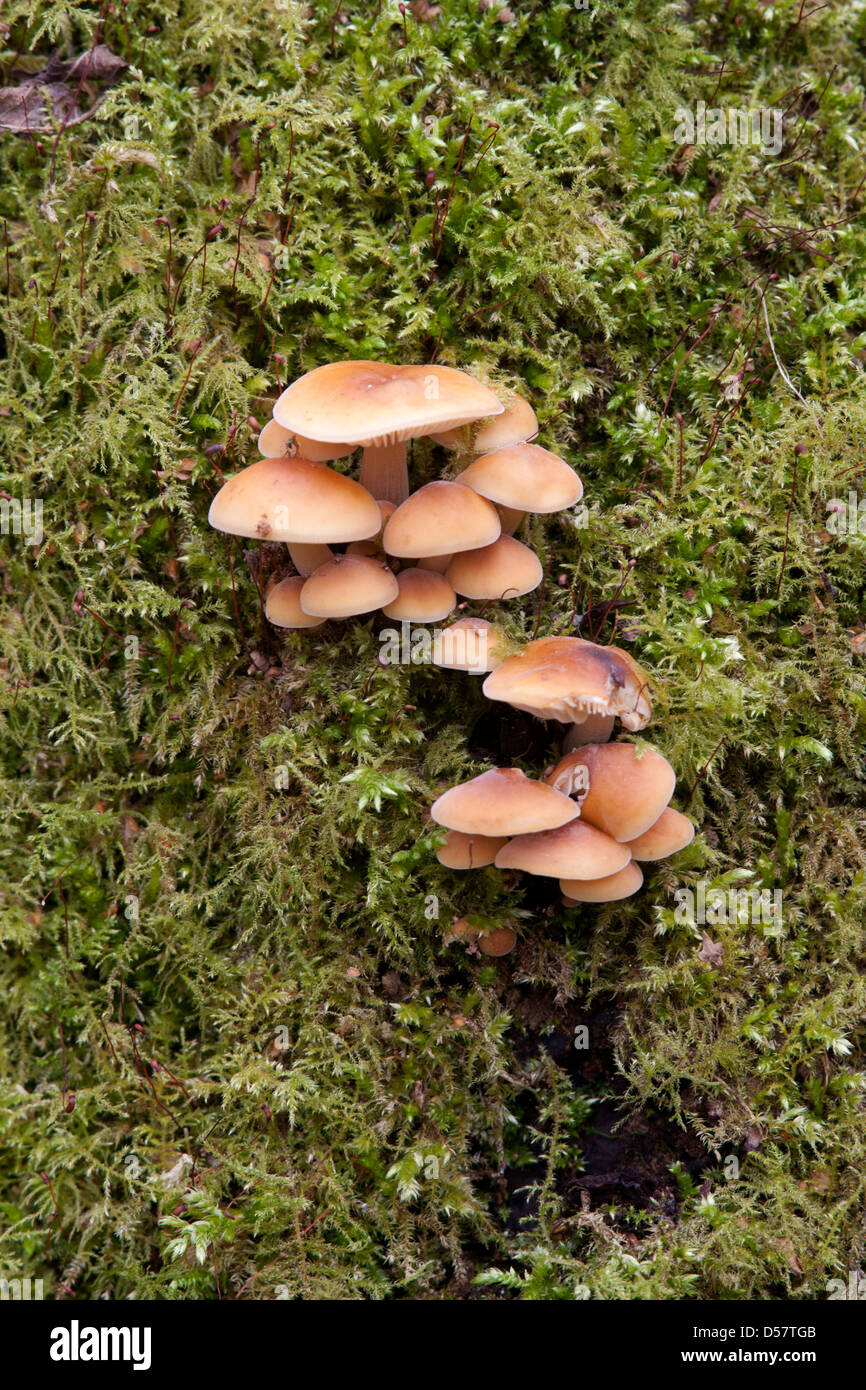Samt Schaft Flammulina Velutipes Fruchtkörper auf Moos bedeckt Baumstamm Stockfoto