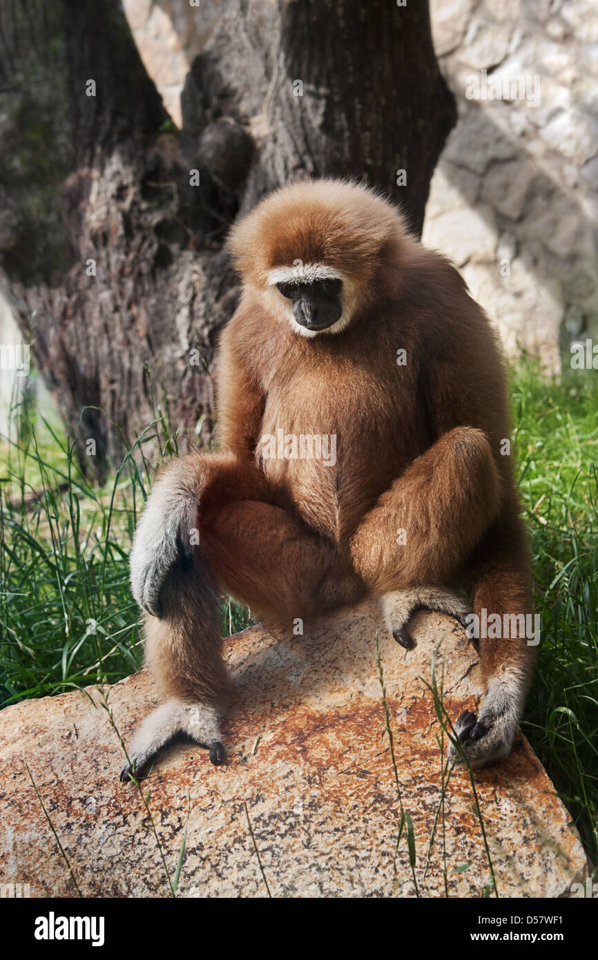 White-handed Gibbon sitzt auf einem Felsen und denkt Stockfoto