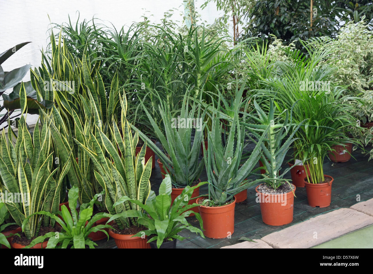 grüne Pflanzen in Töpfen für den Verkauf in einem Gewächshaus einer Floristin Stockfoto