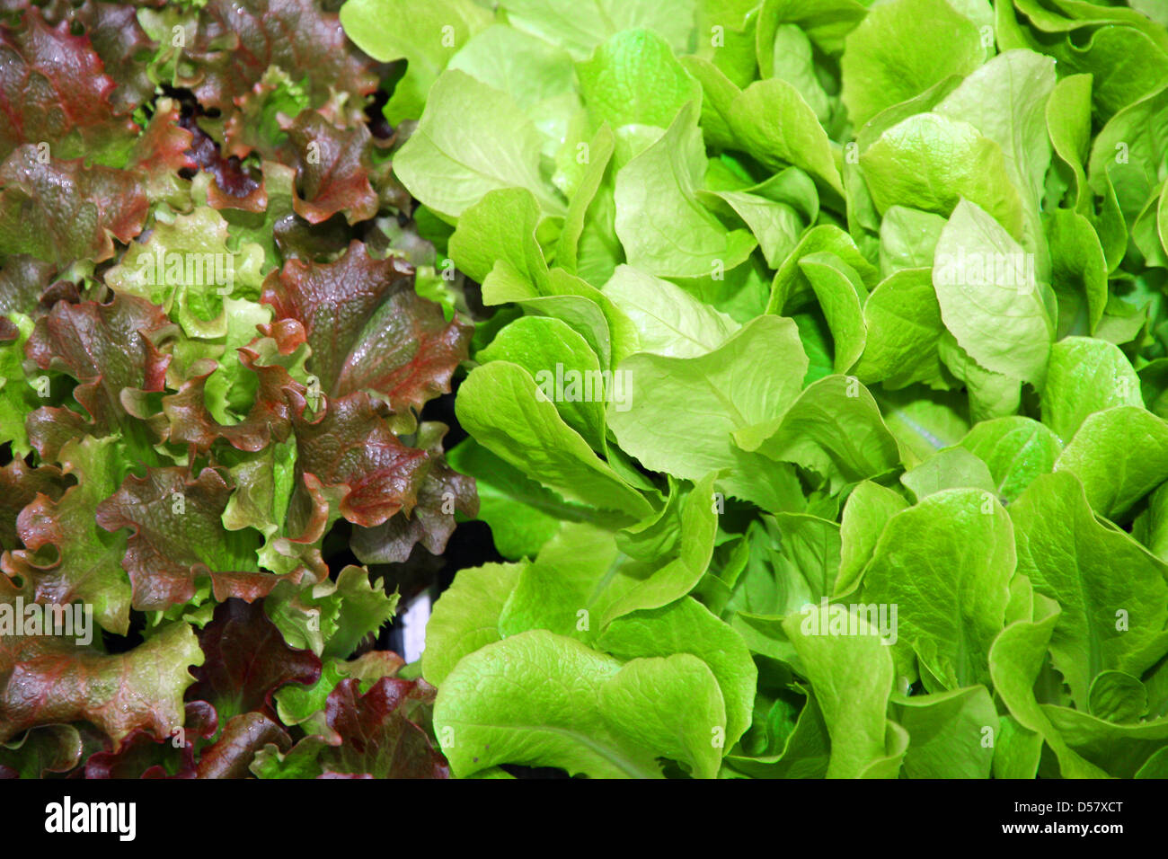 grüne Blätter Kopfsalat und Salat Box für Verkauf in den Lebensmittelmarkt Stockfoto