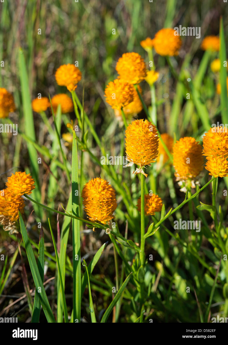 Candy Weed, Polygala lutea Stockfoto