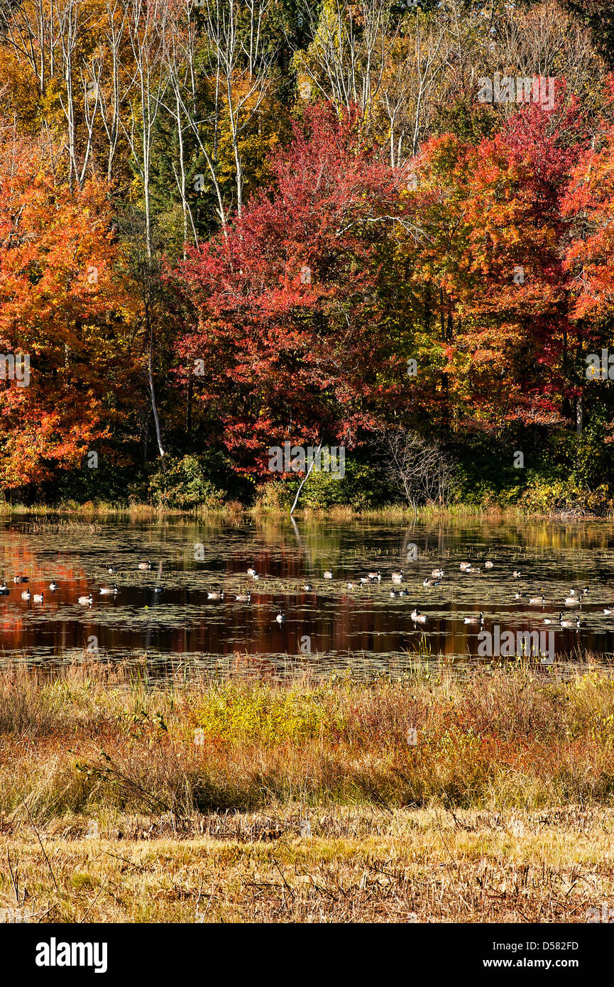 Kanadische Gänse mit Herbstlaub, Connecticut, CT, USA Stockfoto