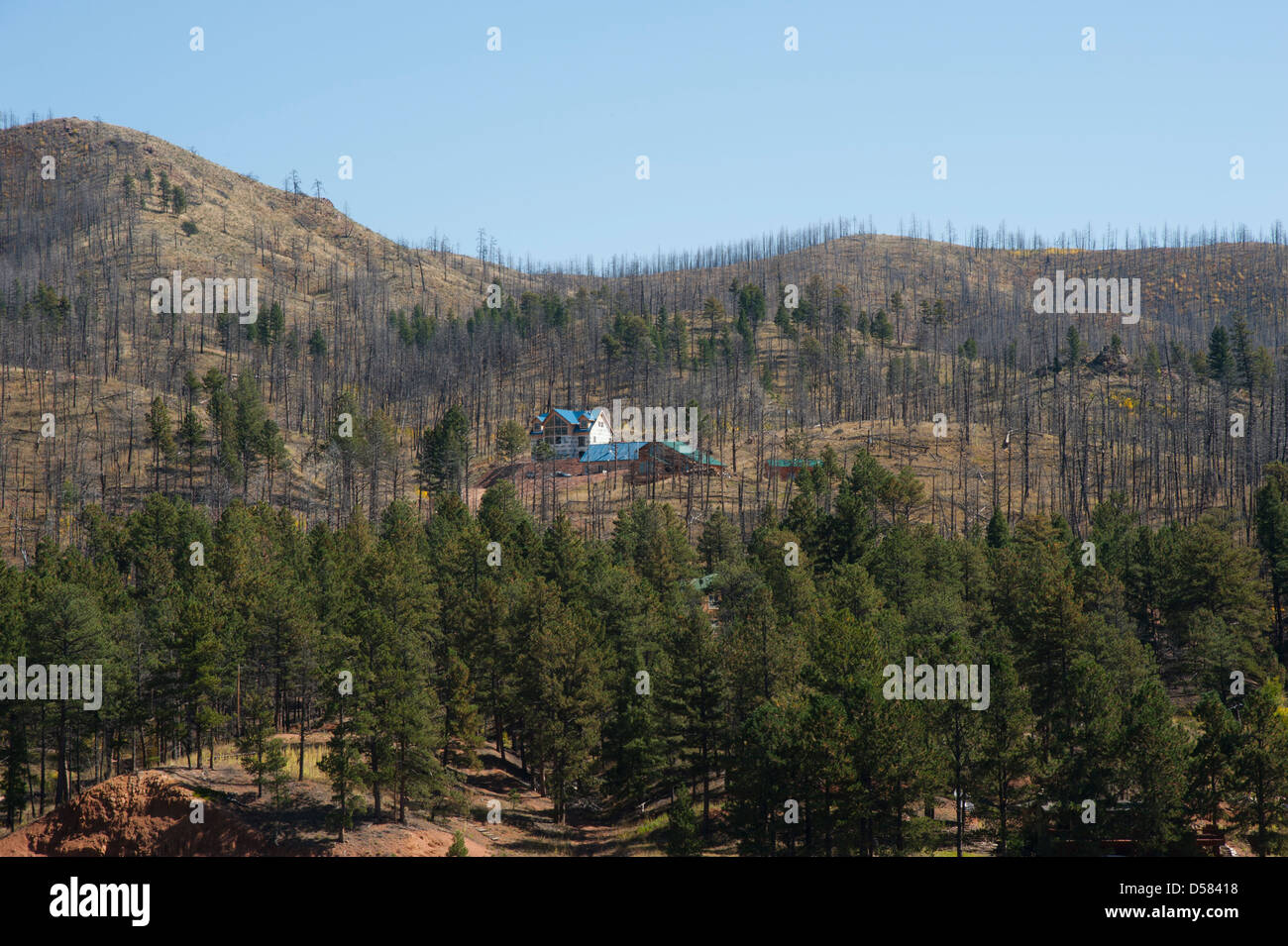 Die verbrannten Kiefern auf den Bergen im Hintergrund zeichnen sich in einer Landschaft von Hayman Feuer in Colorado verwüstet. Stockfoto