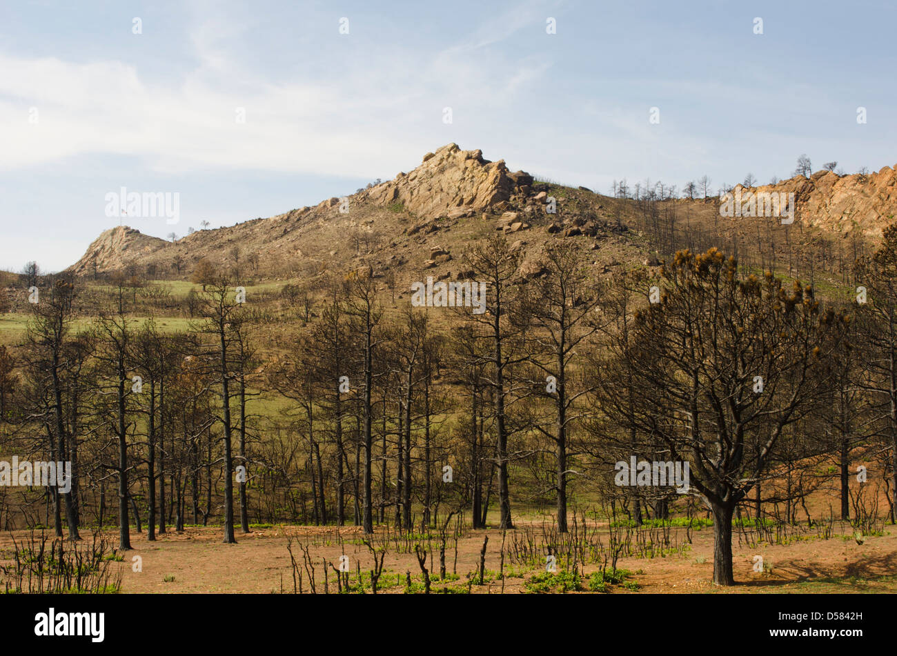 Die verbrannten Pinien zeichnen sich in einer Landschaft von Waldo Canyon Fire in Colorado Springs, Colorado verwüstet. Stockfoto