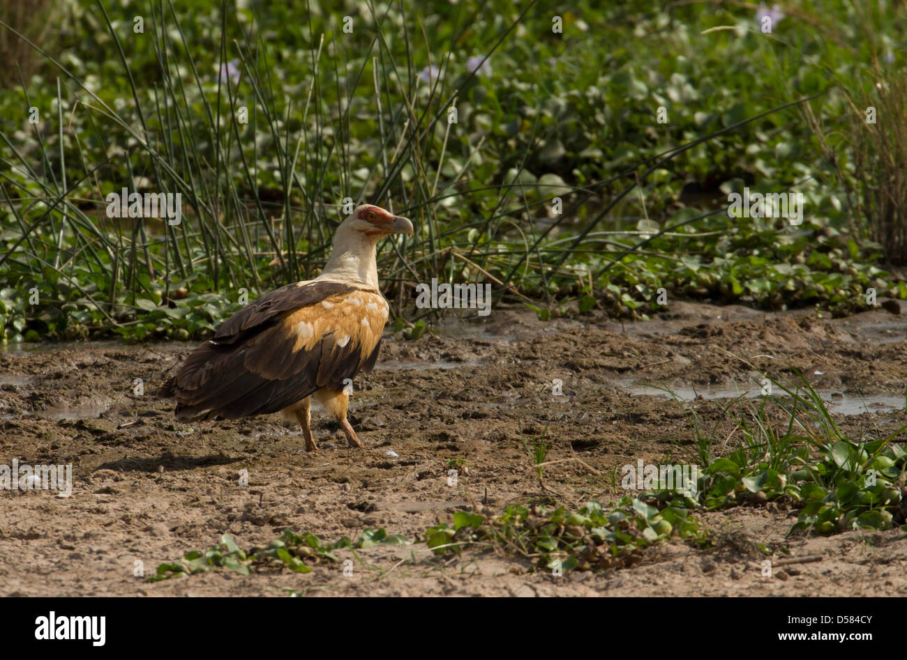 Palme-Nuß Geier (Gypohierax Angolensis) Eagle aka Vulturine Fisch Stockfoto