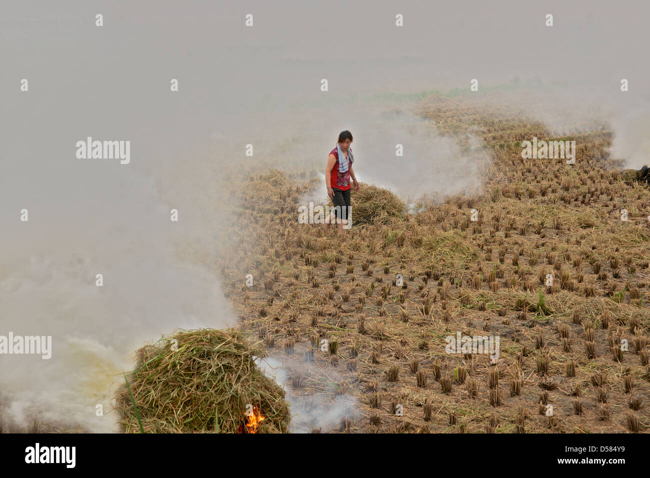 Frau, brennen die Reis-Stiele und die Felder für die nächste Ernte vorbereiten. In der Nähe von Wenzhou, Zhejiang China. Stockfoto