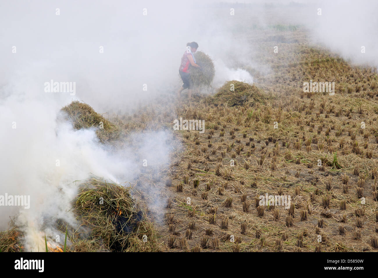 Frau, brennen die Reis-Stiele und die Felder für die nächste Ernte vorbereiten. In der Nähe von Wenzhou, Zhejiang China. Stockfoto