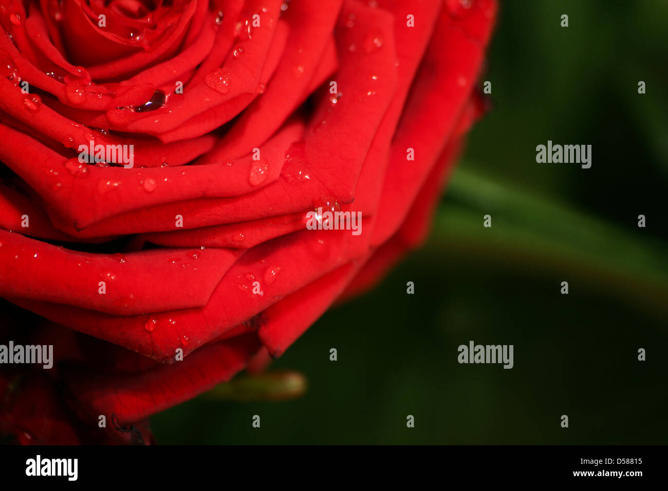 Rose mit Wassertropfen Stockfoto