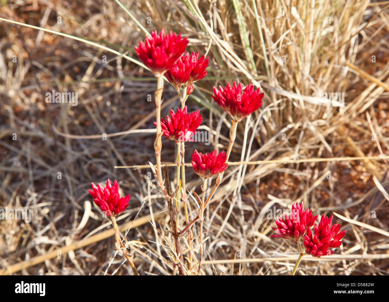 Frühling Wildblumen in der Shire Halls Creek Stockfoto