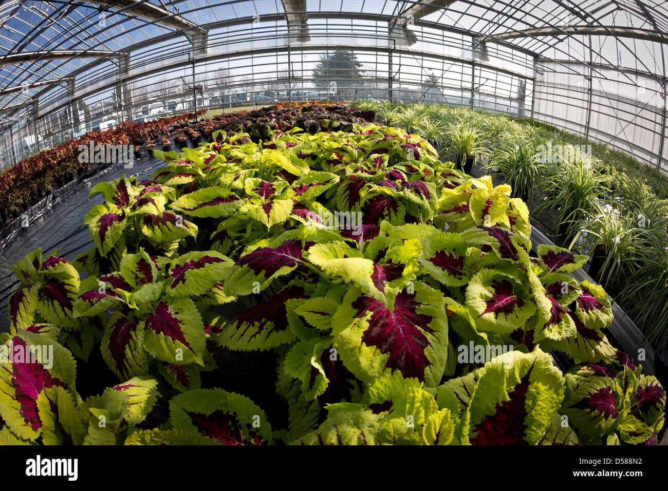 Eine bunte Coleus Pflanzenbau (Solenostemon Scutellarioides) in Vichy gartenbaulichen Erzeugung Centre (Frankreich). Stockfoto