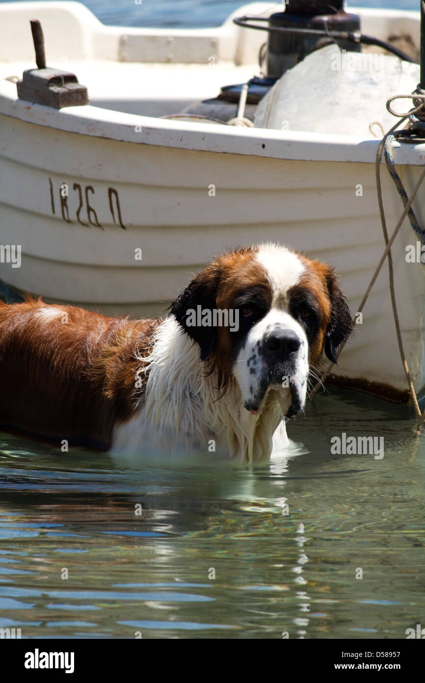 Bernhardiner im Wasser des Hafen von Sipan, Kroatien Stockfoto