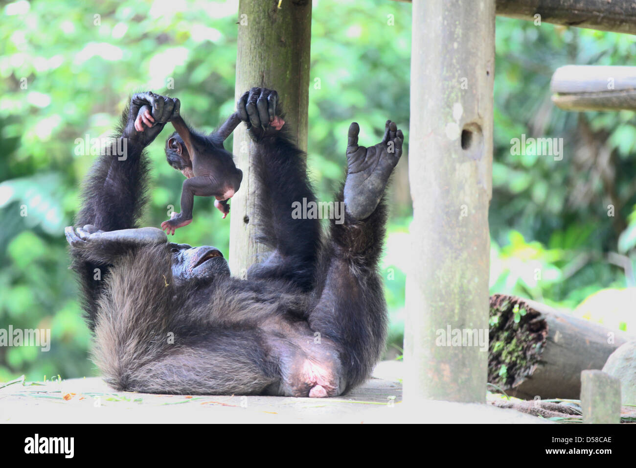 Mutter und Baby Schimpansen Stockfoto