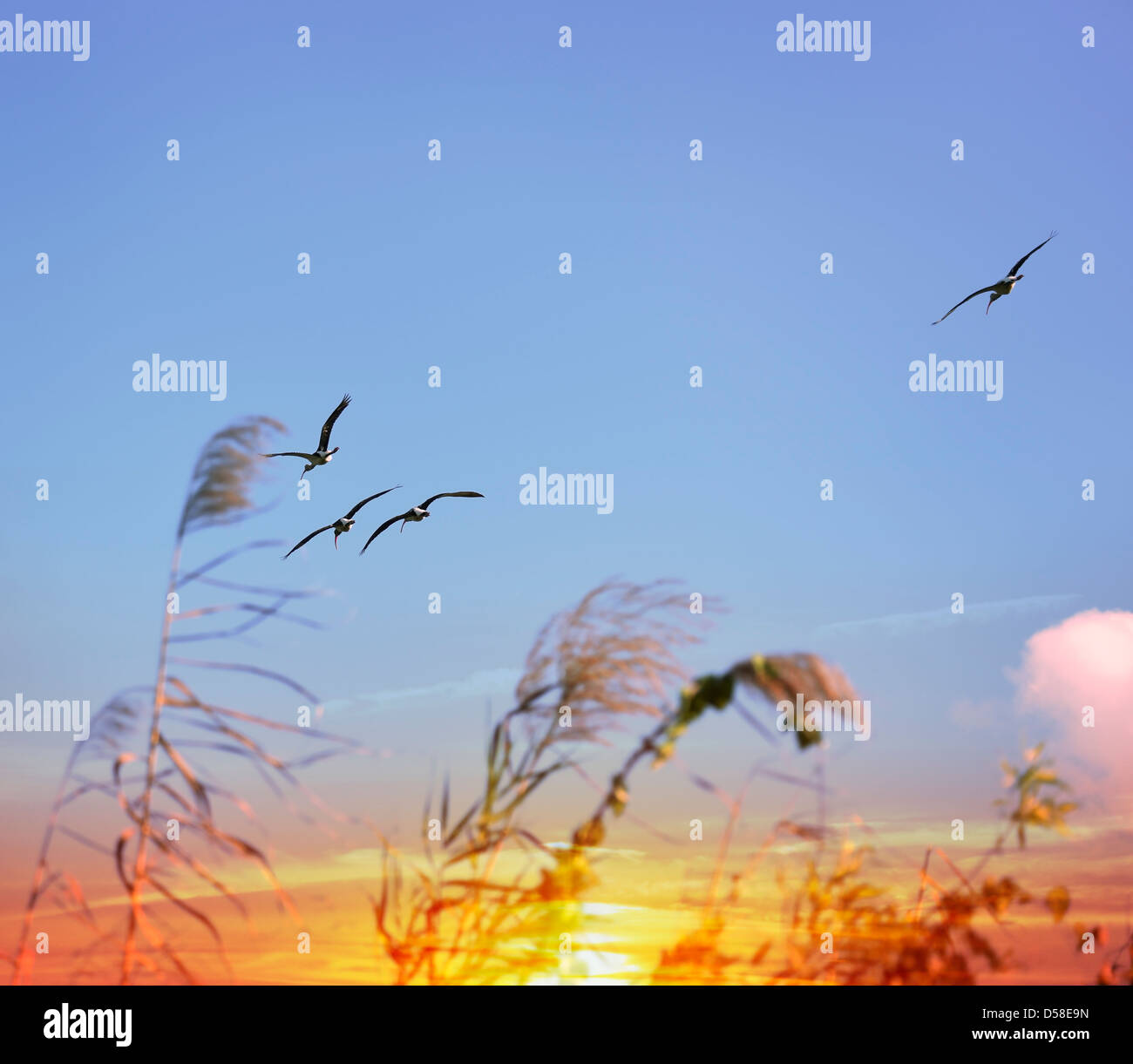 Tropische Vögel bei Sonnenuntergang Stockfoto