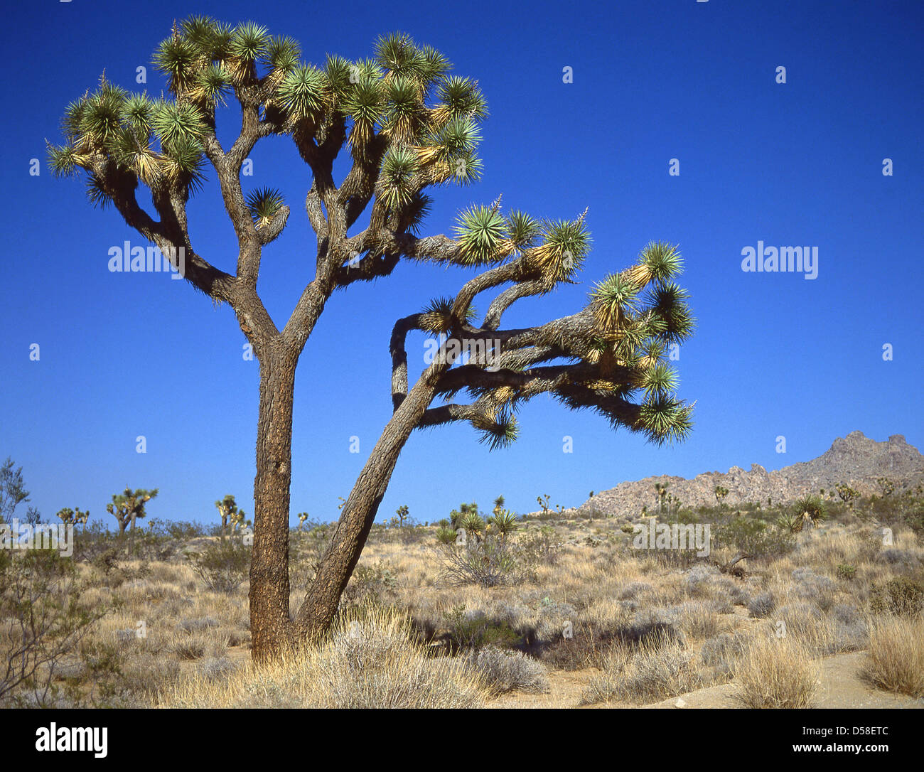 Joshua Tree (Yucca Brevifolia), Joshua Tree Nationalpark, Palm Desert, Kalifornien, Vereinigte Staaten von Amerika Stockfoto