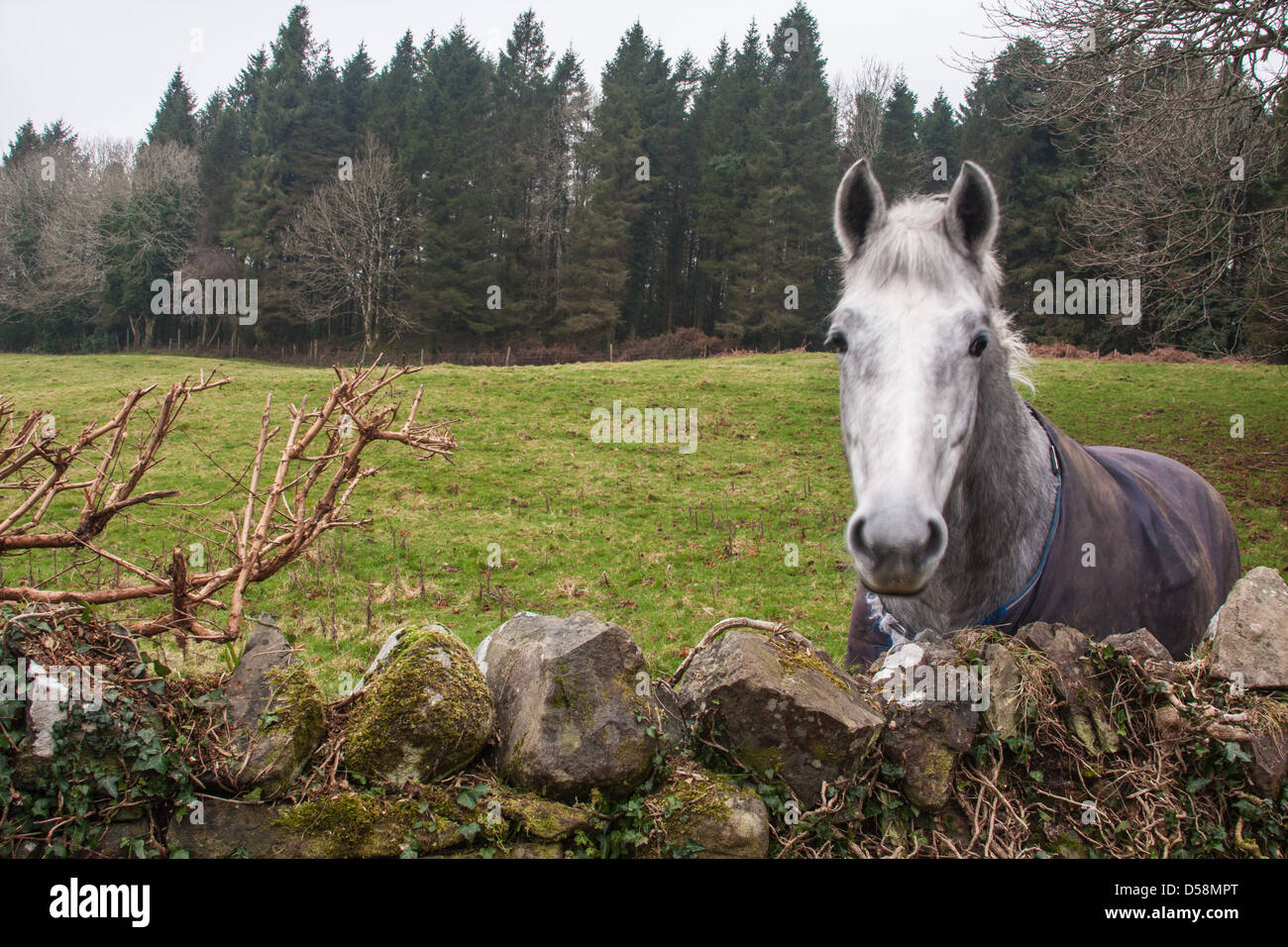 Foto von Irland, Europa Stockfoto