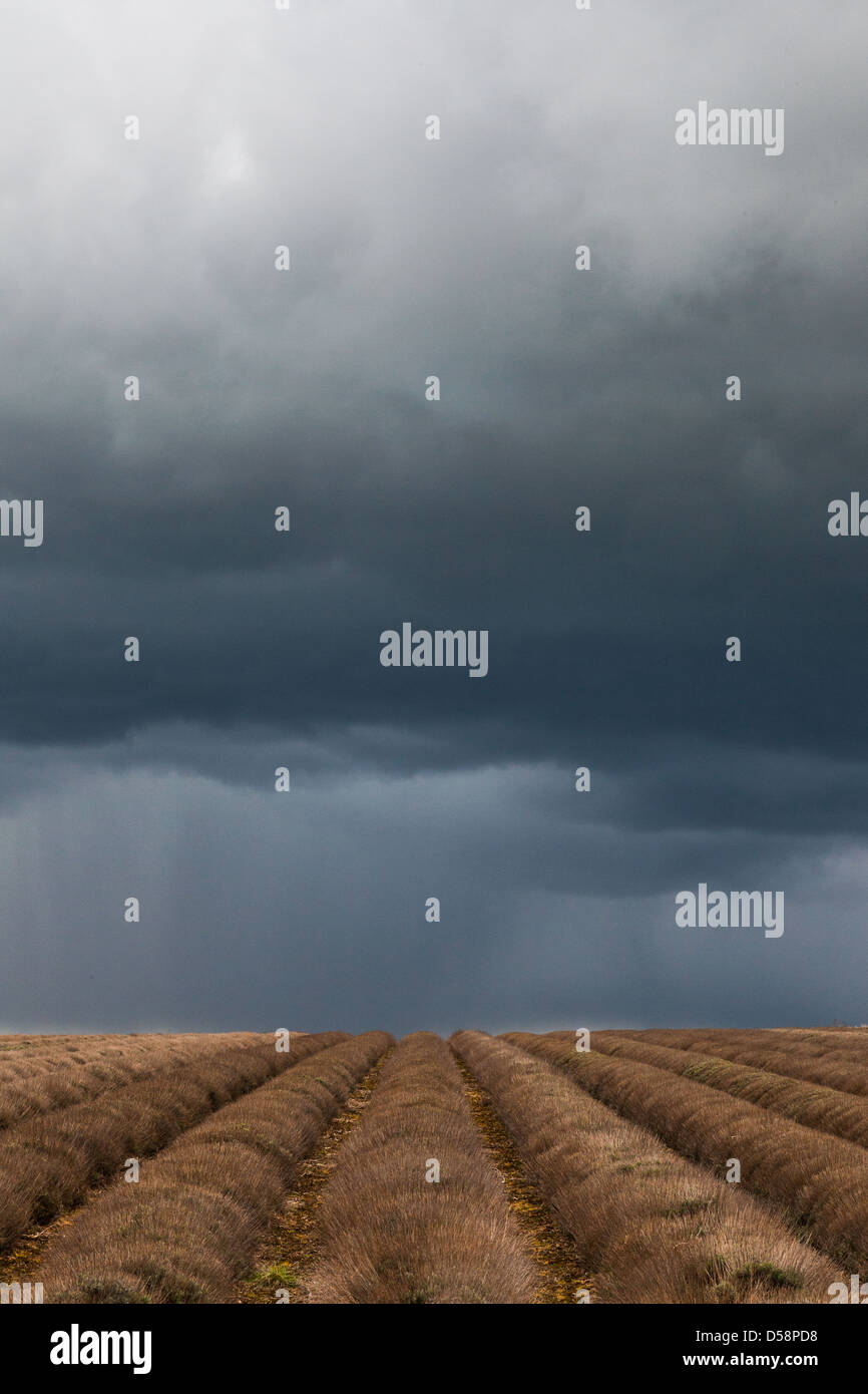 Stürmischer Himmel über Lavendelfelder Stockfoto