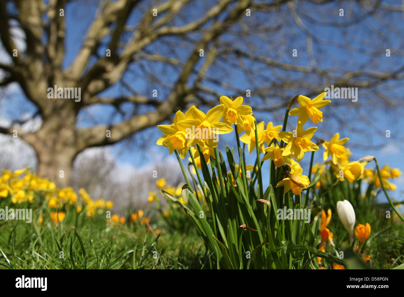 Narzissen im Eastrop Park, Basingstoke, Hampshire zu Beginn Frühjahr 2013 wachsen. Dieses eins der wenigen sonnigen Tage im März. Stockfoto