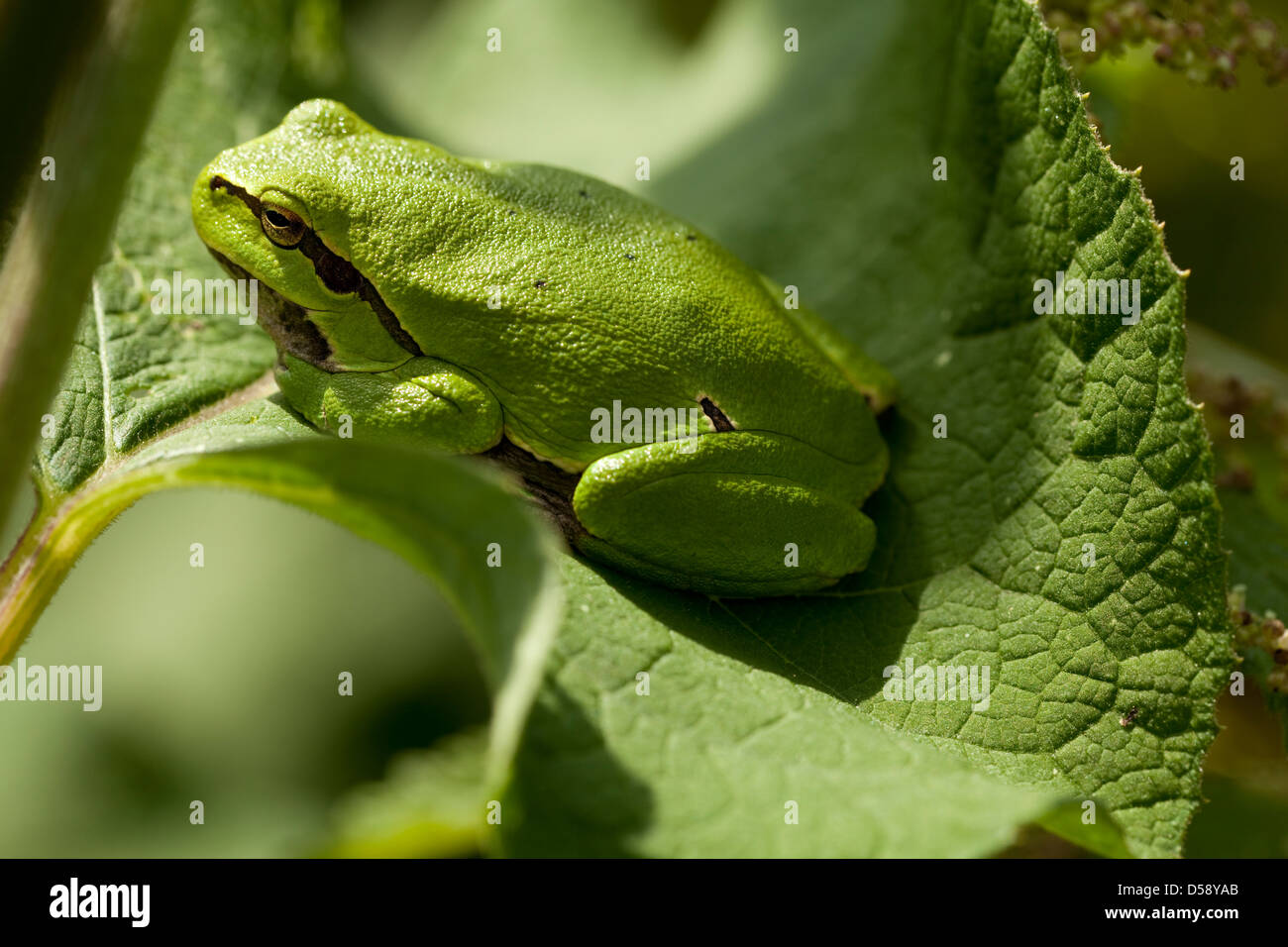 grüner Frosch auf Blatt im Wald sitzen Stockfoto
