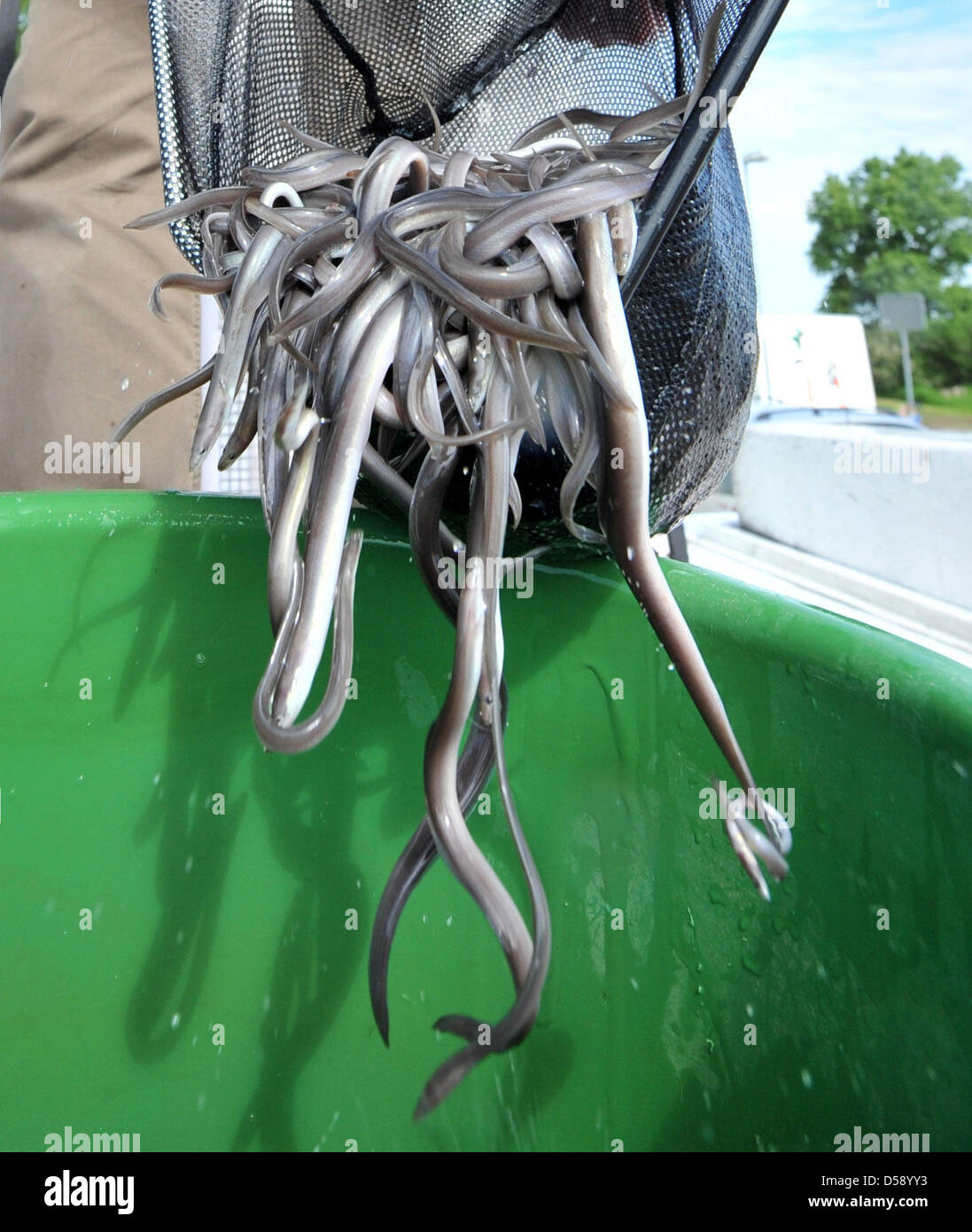 Junge Aale werden in einem Eimer im Hafen von Bleckede, Deutschland, 2. Juni 2010 abgefüllt. Elbe River Fischer veröffentlicht einige 130,000 junge Aale in der Elbe und ihrer Tochtergesellschaft Bäche zwischen Hohnstorf und Schnackenburg. Laut einem Sprecher der Landwirtschaftskammer Niedersachsen eignet sich die Elbe für die Aale. Aufgrund von Klimawandel, illegale Fischerei und die constru Stockfoto